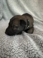Dark Green , a male Belgian Malinois for sale in Cosby, TN – 6 of 10