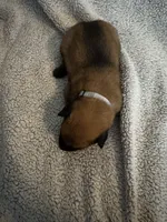 Grey Collar , a male Belgian Malinois for sale in Cosby, TN – 3 of 10