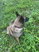 Orange Collar, a male Belgian Malinois for sale in Cosby, TN – 8 of 10