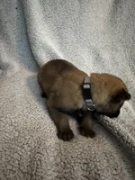 Grey Collar , a male Belgian Malinois for sale in Cosby, TN – 5 of 10