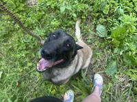 Dark Green , a male Belgian Malinois for sale in Cosby, TN – 7 of 10