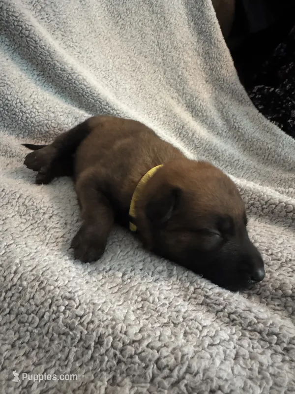 Yellow Collar – Belgian Malinois puppy for sale in Cosby, TN