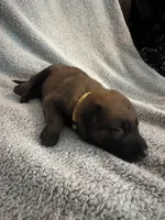 Yellow Collar, a male Belgian Malinois for sale in Cosby, TN – 1 of 10