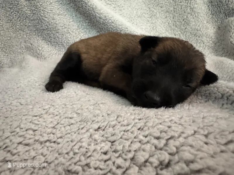 Pink collar  – Belgian Malinois puppy for sale in Cosby, TN