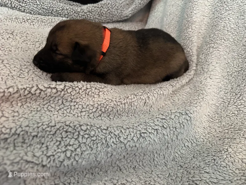 Red Collar  – Belgian Malinois puppy for sale in Cosby, TN