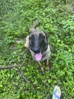 Grey Collar , a male Belgian Malinois for sale in Cosby, TN – 7 of 10