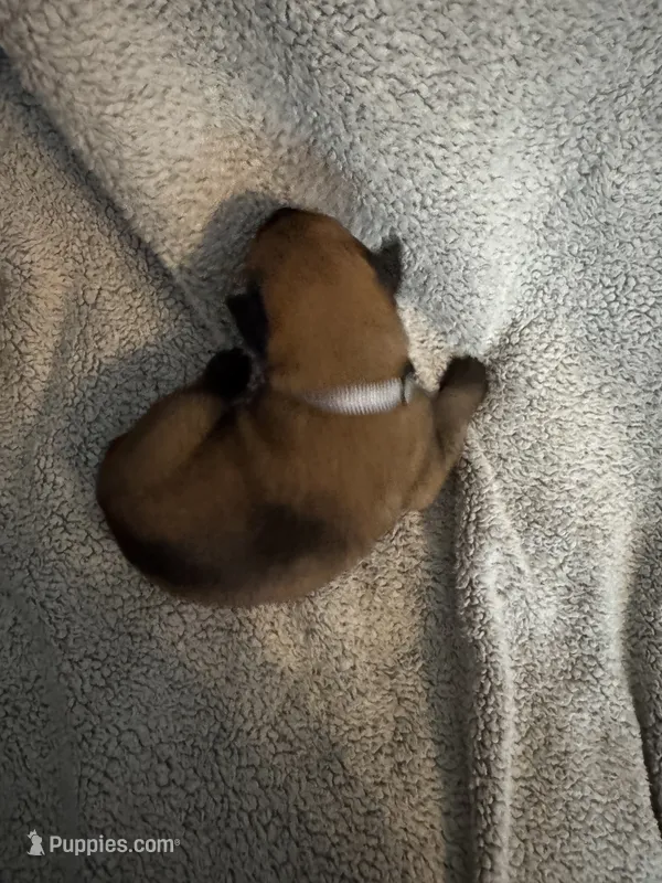Grey Collar  – Belgian Malinois puppy for sale in Cosby, TN
