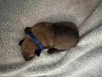 Dark Blue, a male Belgian Malinois for sale in Cosby, TN – 2 of 10