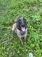 Orange Collar, a male Belgian Malinois for sale in Cosby, TN – 9 of 10