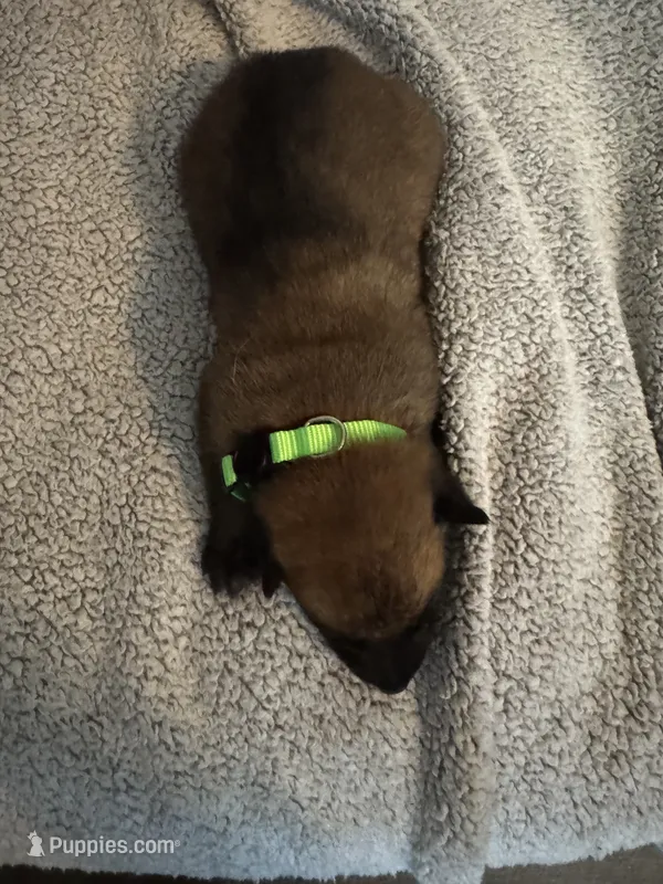 Green Collar – Belgian Malinois puppy for sale in Cosby, TN