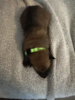 Green Collar, a male Belgian Malinois for sale in Cosby, TN – 1 of 10