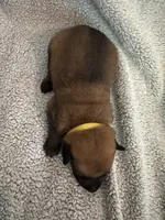 Yellow Collar, a male Belgian Malinois for sale in Cosby, TN – 6 of 10
