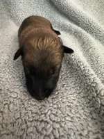 Pink collar , a female Belgian Malinois for sale in Cosby, TN – 4 of 10