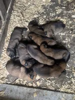 Orange Collar, a male Belgian Malinois for sale in Cosby, TN – 10 of 10