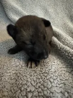 Light Blue, a male Belgian Malinois for sale in Cosby, TN – 7 of 10