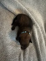 Light Blue, a male Belgian Malinois for sale in Cosby, TN – 6 of 10
