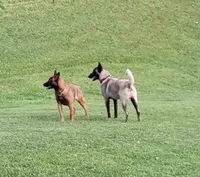 Pink collar , a female Belgian Malinois for sale in Cosby, TN – 5 of 10