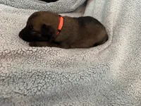 Orange Collar, a male Belgian Malinois for sale in Cosby, TN – 1 of 10