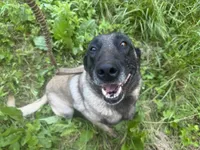Yellow Collar, a male Belgian Malinois for sale in Cosby, TN – 7 of 10