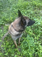 Light Blue, a male Belgian Malinois for sale in Cosby, TN – 9 of 10