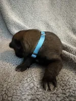 Light Blue, a male Belgian Malinois for sale in Cosby, TN – 2 of 10