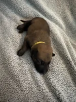 Yellow Collar, a male Belgian Malinois for sale in Cosby, TN – 2 of 10