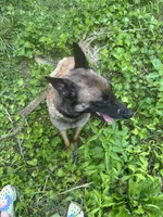 Yellow Collar, a male Belgian Malinois for sale in Cosby, TN – 8 of 10