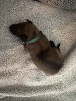 Dark Green , a male Belgian Malinois for sale in Cosby, TN – 5 of 10