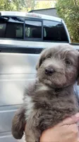 Princess , a female Miniature Aussiedoodle for sale in Tacoma, WA – 2 of 3