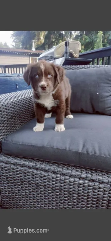Smokey  – Miniature Aussiedoodle puppy for sale in Tacoma, WA