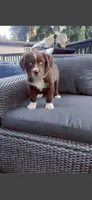 Smokey , a male Miniature Aussiedoodle for sale in Tacoma, WA – 1 of 3