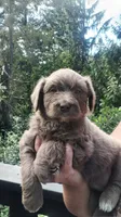 Princess , a female Miniature Aussiedoodle for sale in Tacoma, WA – 3 of 3