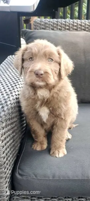 Princess  – Miniature Aussiedoodle puppy for sale in Tacoma, WA