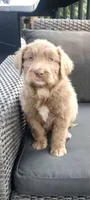 Princess , a female Miniature Aussiedoodle for sale in Tacoma, WA – 1 of 3