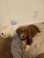 Puppies, a female Miniature Aussiedoodle for sale in Tacoma, WA – Photo 5 of 5