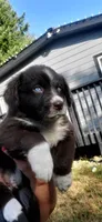 Smokey , a male Miniature Aussiedoodle for sale in Tacoma, WA – 3 of 3