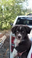 Smokey , a male Miniature Aussiedoodle for sale in Tacoma, WA – 2 of 3