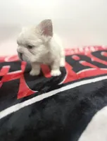 White panda husky big rope fluffy, a female French Bulldog for sale in Norcross, GA – 3 of 3