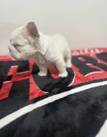 White panda husky big rope fluffy, a female French Bulldog for sale in Norcross, GA – 2 of 3