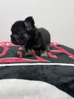 Black tri fluffy , a male French Bulldog for sale in Norcross, GA – 2 of 3