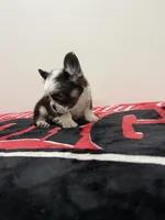 Chocolate panda husky , a female French Bulldog for sale in Norcross, GA – 3 of 3