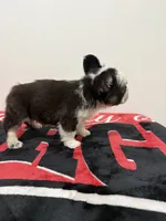 Chocolate panda husky , a female French Bulldog for sale in Norcross, GA – 2 of 3