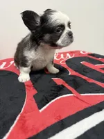 Chocolate panda husky , a female French Bulldog for sale in Norcross, GA – 1 of 3