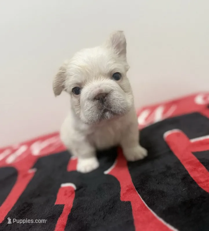 White panda husky big rope fluffy – French Bulldog puppy for sale in Norcross, GA