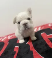 White panda husky big rope fluffy, a female French Bulldog for sale in Norcross, GA – 1 of 3