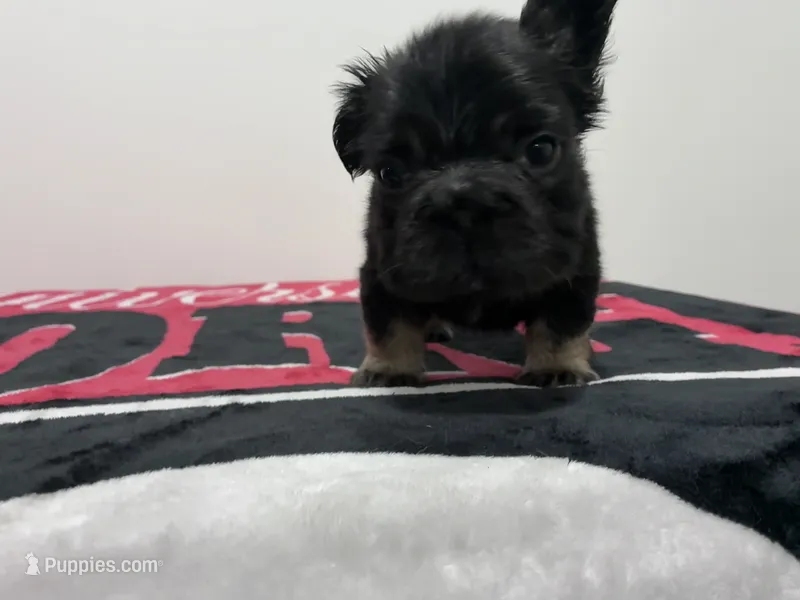 Black tri fluffy  – French Bulldog puppy for sale in Norcross, GA