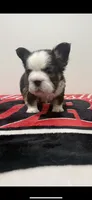 Chocolate Panda husky , a female French Bulldog for sale in Norcross, GA – 3 of 3