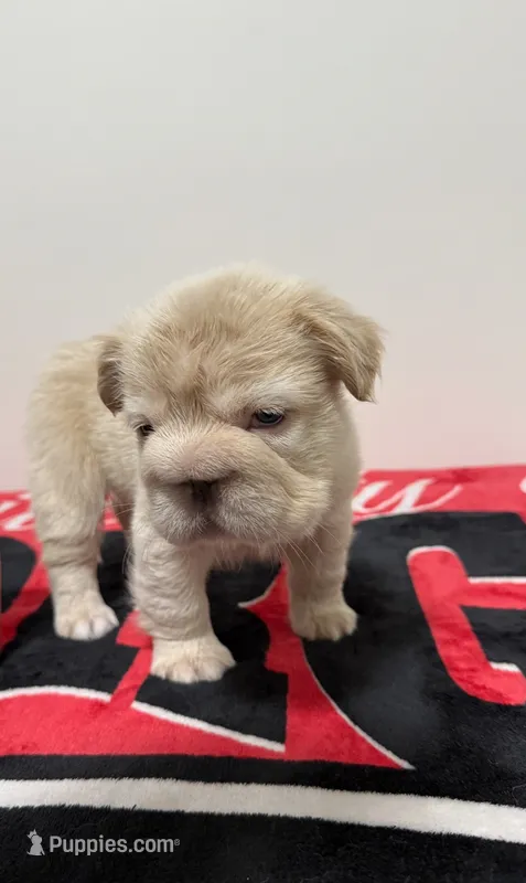 Big rope fluffy Frenchie  – French Bulldog puppy for sale in Norcross, GA