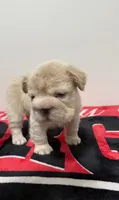 Big rope fluffy Frenchie , a female French Bulldog for sale in Norcross, GA – 1 of 3