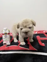 Big rope fluffy Frenchie , a female French Bulldog for sale in Norcross, GA – 3 of 3
